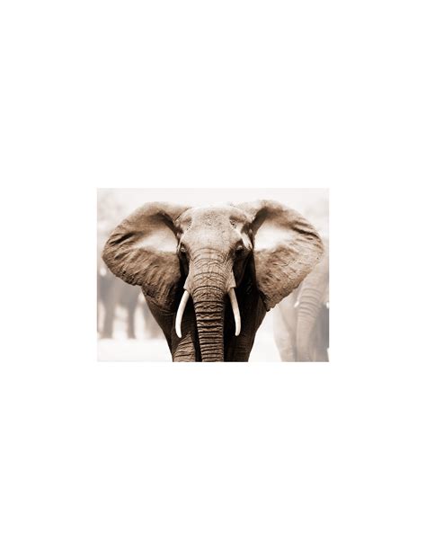 African Elephant