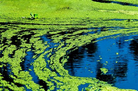 Algae Neurotoxin May Be Environmental Link To Parkinsons Daily Sabah
