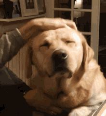 Labrador Labradors Gif Labrador Labradors Fidji Discover Share Gifs