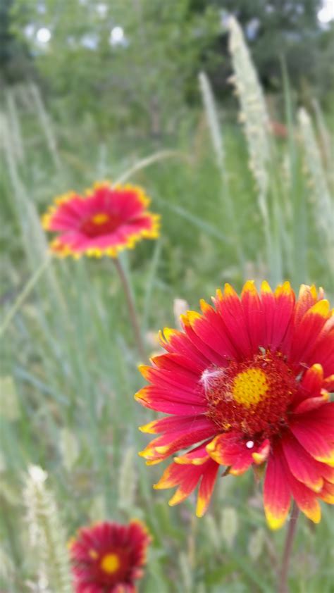 Free Images Nature Field Meadow Prairie Flower Petal Botany