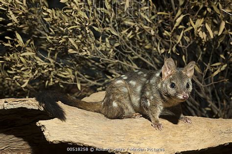 Western Quoll Stock Photo Minden Pictures