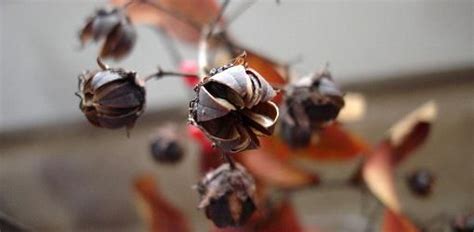 A shot of a crepe myrtle seed head in the afternoon sunlight about a week ago. Crape myrtle seed pods how to and when to take and plant ...