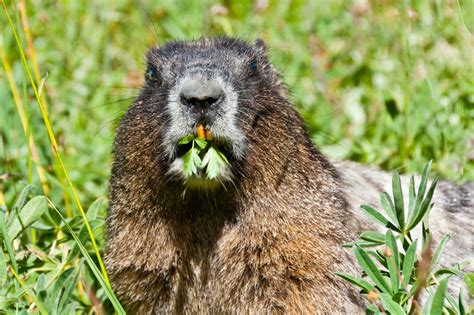It's time to start a new crop of hydroponic tomatoes in the dutch buckets. What Do Groundhogs Eat? Not What You Thought