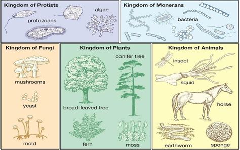 Classification Of Living Organisms Lets Fuel Learning