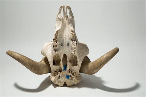 Sold Price Musk Ox Taxidermy Skull With Horns May 2 0119 1000 Am Edt
