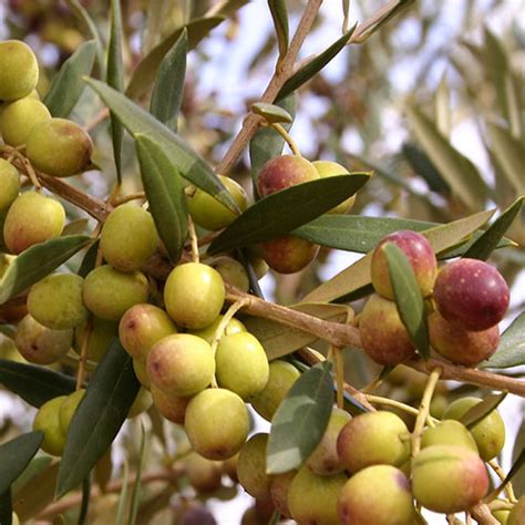 3 4 Year Old Arbequina Olive Tree Lemoncitrustree Since 2004