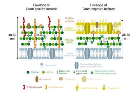 Glycopedia