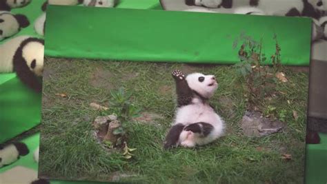 Watch Playful Giant Panda Cub Take A Tumble Off Stage As It Tries To