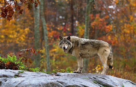 White Wolf Breathtaking Photos Of Wolves In The Woods During The