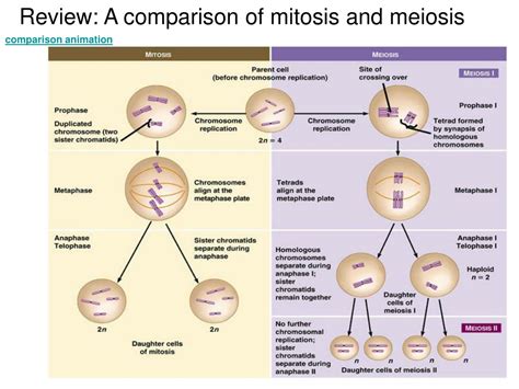 ppt lesson 9 3 meiosis the life cycle of sex cells powerpoint presentation id 9641563