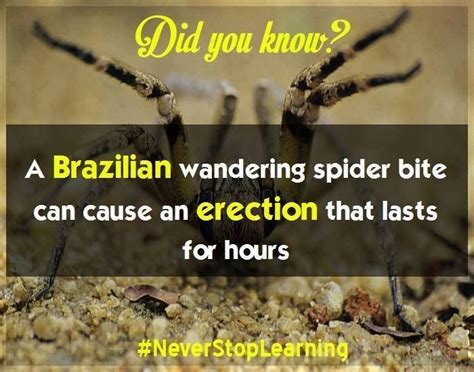 Pin By Jahnvi Jethi On Did U Know Never Stop Learning Spider Bites Brazilian Wandering Spider