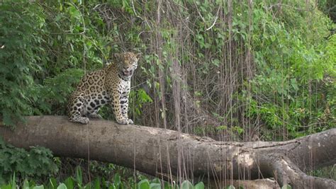 Jaguar Resting On Tree Cuiaba Stock Footage Video 100 Royalty Free