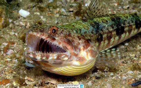 Synodus Variegatus Reef Lizard Fish Engleman S Lizardfish Reef