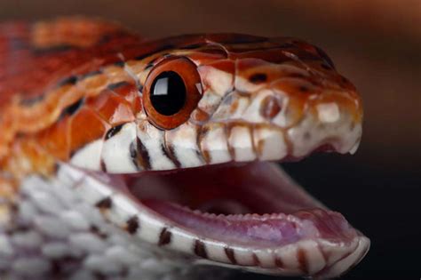 Do Corn Snakes Have Fangs Katynel