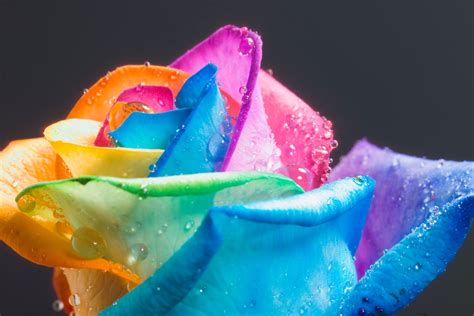 Rose And Photograph Wallpaper Beautiful Rainbow Rose Wallpapers