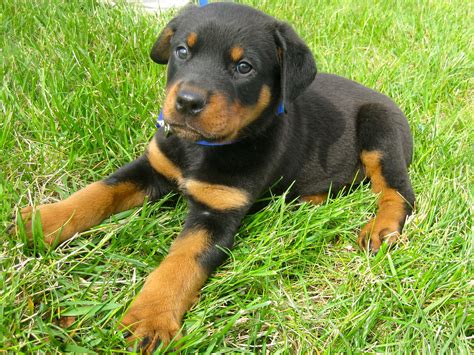 Rotterman Puppies Especially This One Rottweiler Mix Puppies