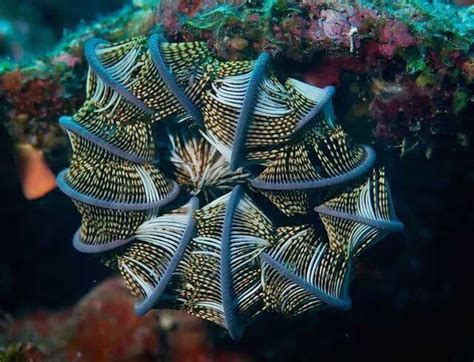 20 Beautiful Animals That Live Under The Sea Page 4 Of 10