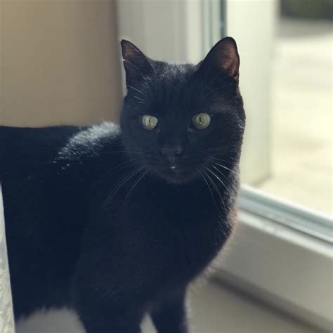 Manche warten schon so lange, weil sie aufgrund ihres handicaps keiner will. Katzen suchen liebevolles Zuhause - Jeder Tag zaehlt.