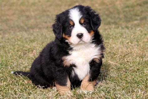 Bernese Mountain Dog Puppies For Sale Keystone Puppies