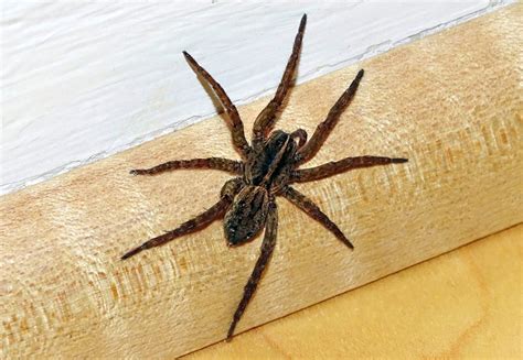 Types Of House Spiders Texas Taunya Gustafson