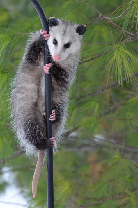Opossum Removal St Louis Mo