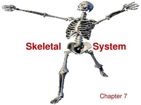 Ppt Skeletal System Powerpoint Presentation Free Download Id3116764