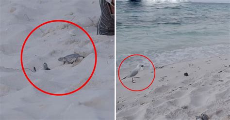 Baby Turtle Was Snatched And Eaten By A Seagull Moments After It Was
