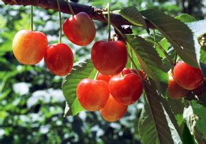 Check spelling or type a new query. Kansas Sweet Cherry Trees for Sale | Willis Orchards