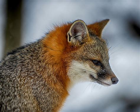 Gray Fox Profile Photograph By Douglas Perry Pixels