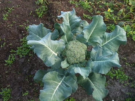Broccoli The Do It All Vegetable Nutrition By Anthony Le