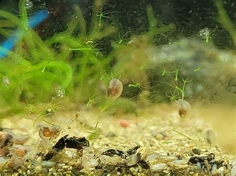 Advanced Techniques For Controlling Algae Growth In Aquariums