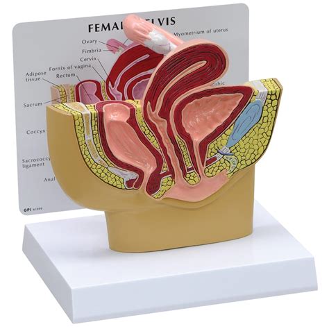 Human Female Pelvic Section Anatomical Medical Model Pelvis Anatomy Genitourinary Uterine
