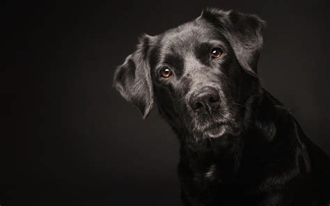 Dog Wallpaper Black Background Petswall