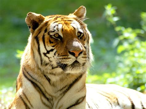 Los Tigres En Peligro De Extincion Taringa