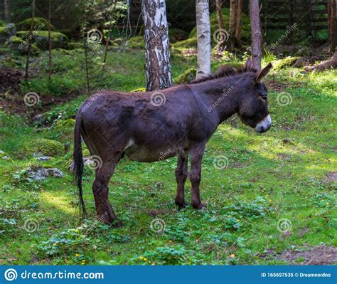 A Small Brown Donkey Pictures Taken Up Close Stock Image Image Of
