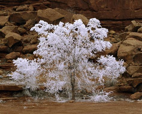 Free January Hoar Frost Stock Photo - FreeImages.com This article also covers the various symptoms and causes of uremia.