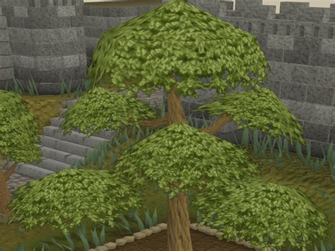 Alternatively, it can be dug up using a spade, yielding some maple roots in the process. Trees Osrs — Netliguista