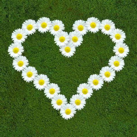 Heart Of Daisies Daisy Love Daisy Beautiful Flowers