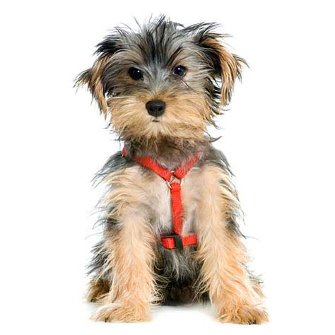 Dog Names By Breed One Of A Kind Male And Female Names