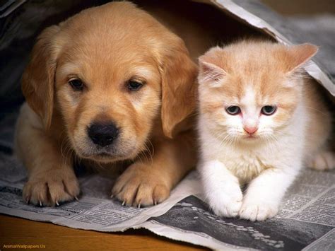 48 Cute Puppy And Kitten Wallpapers Wallpapersafari