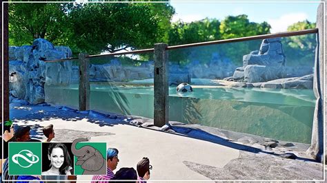🐘 California Sea Lion Habitat With Seating And Underwater Gallery In City