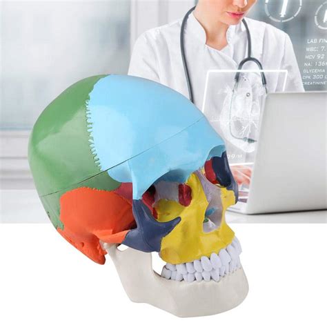 Painting Human Skull Model Skull Anatomical Model Skull Model With