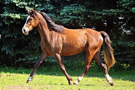 Horse Pony Brown · Free Photo On Pixabay