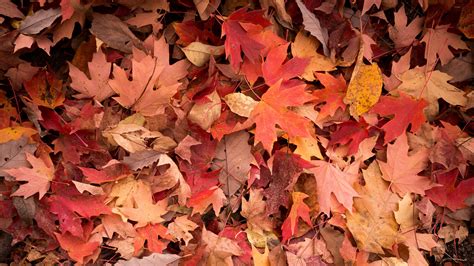 Download Wallpaper 3840x2160 Maple Leaves Leaves Red Autumn Macro