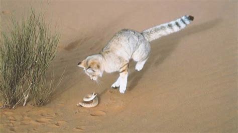 This Is Why Sand Cat Is The King Of The Desert Poisonous Snakes