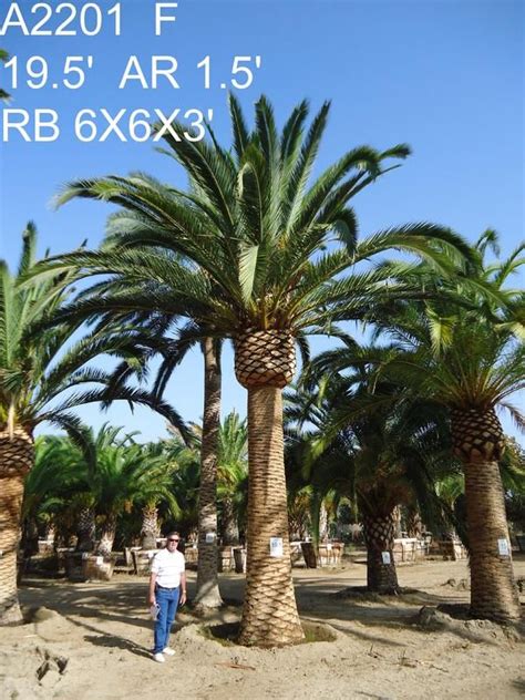 Palm Trees For Sale Near Me Now - Cultivating Trees