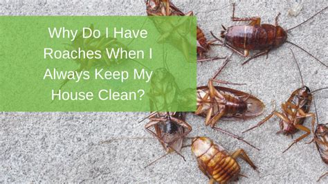 There are many methods of pest control that you could do yourself. Why Do I Have Roaches When I Always Keep My House Clean? | Radar Pest Control
