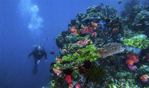 World Heritage List Coral Reefs Could Be Dead By End Of