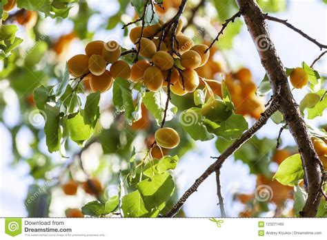 Apricots In The Sun Juicy Fruit On The Branches Of Trees Ripe Apricot
