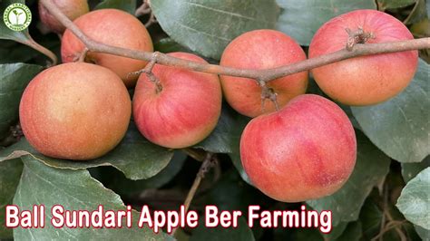 Ball Sundari Apple Ber Successful Farming And Full Information Contact 9333227579 Youtube